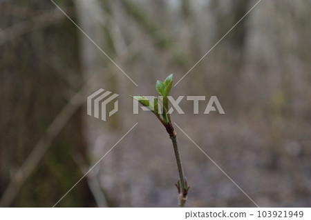 The appearance of the first leaves in the spring forest, fresh leaf 103921949