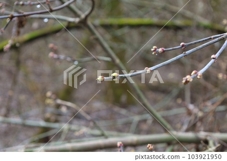The appearance of the first leaves in the spring forest, fresh leaf 103921950