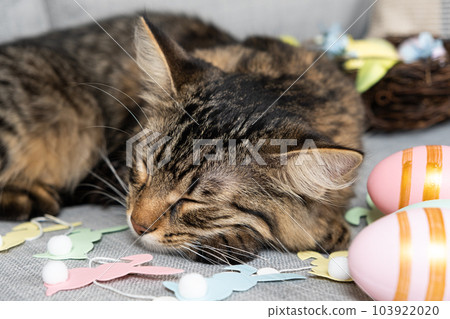 The Easter cat sleeps among a garland of rabbits and a basket of painted eggs 103922020