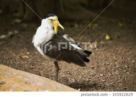 Full-length nature shot of a masked lapwing bird (Vanellus miles) standing on the ground Full-length nature shot of a masked lapwing bird (Vanellus miles) standing on the ground 103922629