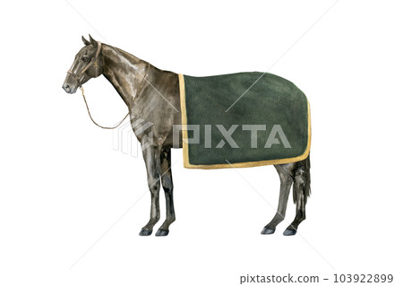 Watercolor illustration of a standing English Thoroughbred bay horse under a green blanket wearing a brown halter. Isolated. For prints on the theme of riding, equestrian sports, horse racing Watercolor illustration of a standing English Thoroughbred bay horse under a green blanket wearing a brown halter. Isolated. For prints on the theme of riding, equestrian sports, horse racing 103922899