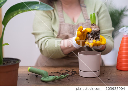 close-up of the root system of hyacinth bulb transplants into a new pot at home.gardener in apron perform spring houseplant maintenance by repotting.  103922904