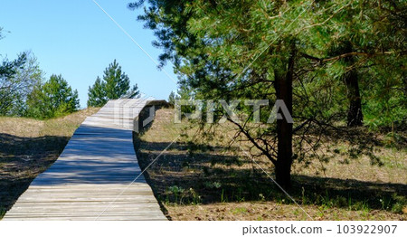 I walked on a wooden boardwalk in nature. wooden boardwalk between small pine trees. I walked on a wooden boardwalk in nature. wooden boardwalk between small pine trees. 103922907
