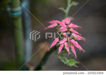 銀龍花 銀龍花 103922984