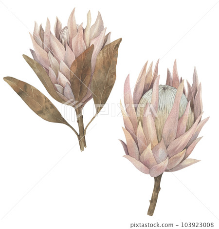 Hand-drawn watercolor protea illustration. Dried flowers, bohemian style. Wedding invitation 103923008