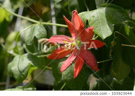 Passiflora Aucklandia clock grass 103923044