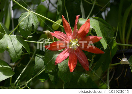 西番蓮奧克蘭時鐘草 103923045