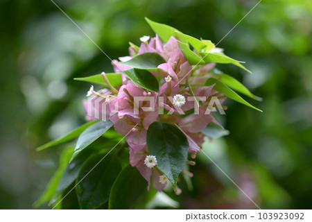 三角梅 三角梅 103923092