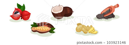 Carob Pod, Coconut, Ginger and Poppy Seeds in Scoop as Superfood Vector Set 103923146