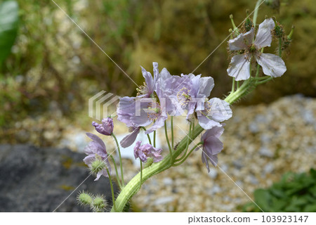 Meconopsis platy 103923147