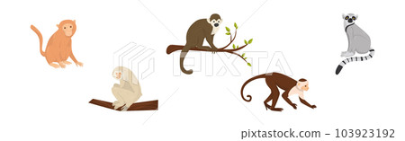 Monkey as Arboreal Ape with Long Tail Sitting on Branch Vector Set Monkey as Arboreal Ape with Long Tail Sitting on Branch Vector Set 103923192