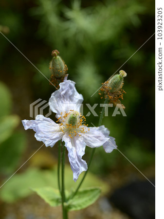 Mekonopsis · Betoniki folia Mekonopsis · Betoniki folia 103923205