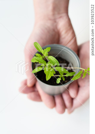 We grow tomato seedlings at home. A female hand holds a tomato sprout with roots in a plastic cup. Agricultural preparatory works. We grow tomato seedlings at home. A female hand holds a tomato sprout with roots in a plastic cup. Agricultural preparatory works. 103923522