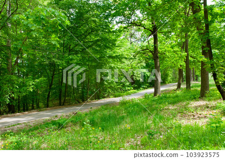 Deciduous forest and forest road. Deciduous forest and forest road. 103923575