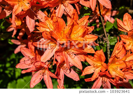 Rhododendron japonicum, known as Japanese azalea at the Ecology and Botanic Garden in Bayreuth, Germany. 103923641