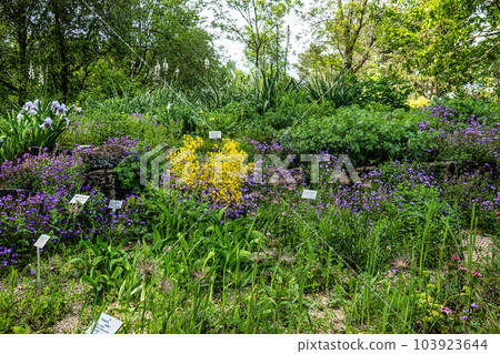 Meadow with flowers and plants at the Ecology and Botanic Garden in Bayreuth, Germany. Meadow with flowers and plants at the Ecology and Botanic Garden in Bayreuth, Germany. 103923644