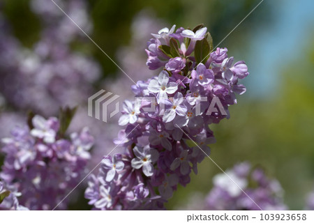 藤木花圖案 103923658