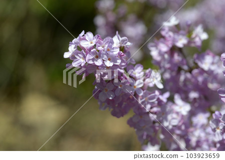 藤木花圖案 103923659