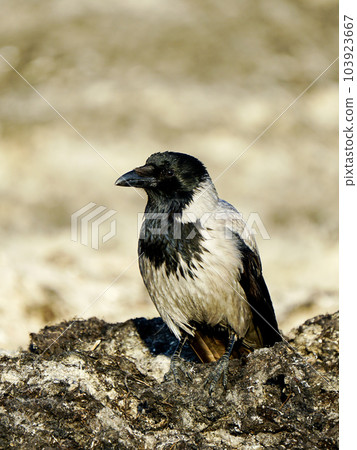 Hooded crow, Corvus cornix, grey crow, beautiful profile portrait on Baltic sandy seashore Hooded crow, Corvus cornix, grey crow, beautiful profile portrait on Baltic sandy seashore 103923667