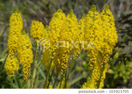Burvinella·Floribunda Burvinella·Floribunda 103923705