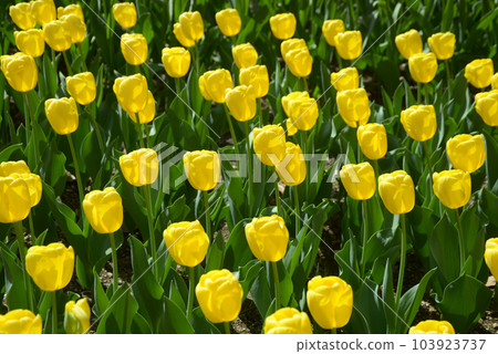 黃色鬱金香花卉圖案 黃色鬱金香花卉圖案 103923737
