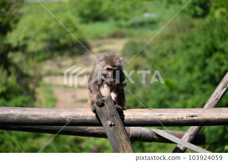 Adorable Japanese macaque with beautiful fur Adorable Japanese macaque with beautiful fur 103924059