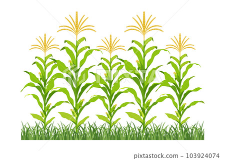 Field of maize in bloom. Background of agricultural plants. Corn growth Field of maize in bloom. Background of agricultural plants. Corn growth 103924074