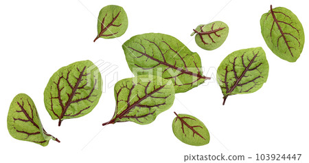 Fresh green chard leaves or mangold salad leaves isolated on white background 103924447