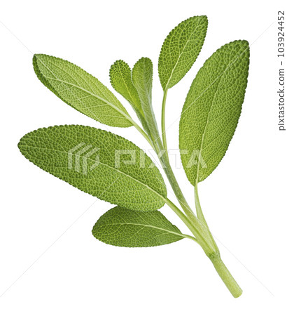 Fresh sage twig isolated on white background, full depth of field 103924452