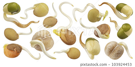 Sprouted beans, germinating lentil seeds, green mung and chickpeas isolated on white background 103924453