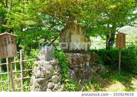 Poetry monument on the promenade, Osawa Pond, young leaves and fresh greenery, green maple leaves, Daikakuji Temple Poetry monument on the promenade, Osawa Pond, young leaves and fresh greenery, green maple leaves, Daikakuji Temple 103924638