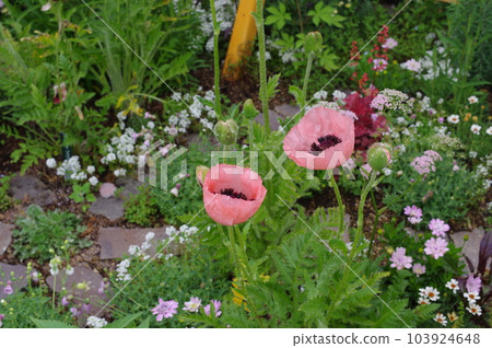 pretty pink poppies pretty pink poppies 103924648