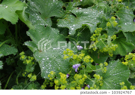 Leaves moistened by morning dew Leaves moistened by morning dew 103924767