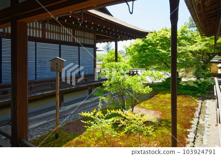 Daikakuji garden, young leaves and fresh greenery, green maple 103924791