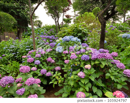 Hakusan Shrine, Fujizuka with hydrangeas in full bloom, Tokyo 103924797