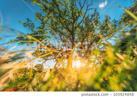 Low angle view Sunlight sunshine sun and grass Old wood oak tree in Summer sunny day. Sunlight Sunshine Through Oak Forest Tree. Sunny Nature Wood Sunlight. green greenery lush branches Low angle view Sunlight sunshine sun and grass Old wood oak tree in Summer sunny day. Sunlight Sunshine Through Oak Forest Tree. Sunny Nature Wood Sunlight. green greenery lush branches 103924848
