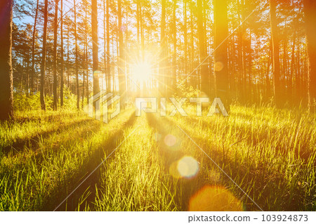 Sunlight Sunbeams Through Woods In Forest Landscape. Amazing Sunset Sunrise Sun Sunshine In Sunny Summer Coniferous Forest. Amazing Scenic View Bright Sunbeams Sunlight Sunbeams Through Woods In Forest Landscape. Amazing Sunset Sunrise Sun Sunshine In Sunny Summer Coniferous Forest. Amazing Scenic View Bright Sunbeams 103924873