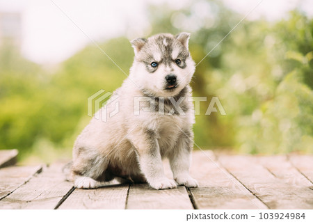 Four-week-old Husky Puppy Of White-gray Color Sitting On Wooden Ground. Four-week-old Husky Puppy Of White-gray Color Sitting On Wooden Ground. 103924984