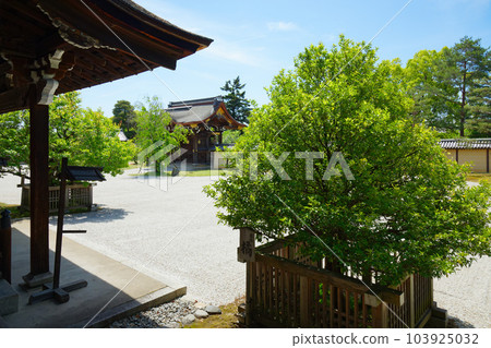 Daikaku-ji Temple: Young leaves with fresh green leaves and green maple leaves 103925032