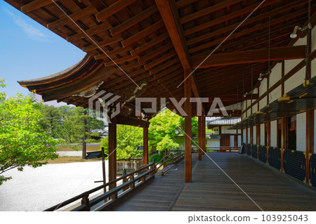 Daikaku-ji Temple: Young leaves with fresh green leaves and green maple leaves Daikaku-ji Temple: Young leaves with fresh green leaves and green maple leaves 103925043