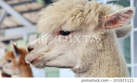 Alpaca (Scenery of Ecorin Village, Eniwa City, Hokkaido) 103925123