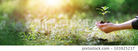 Woman with young sprout of the tree in her hand in the spring forest. 103925237