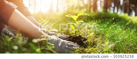 Woman with young sprout of the tree in her hand in the spring forest. Woman with young sprout of the tree in her hand in the spring forest. 103925238