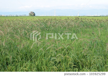 Harmful weed Cane nubier Harmful weed Cane nubier 103925299