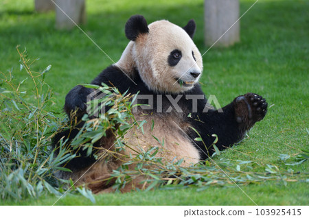 梅濱對美味的竹子感到滿意 103925415