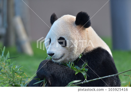 梅濱美味地吃著竹子 103925416