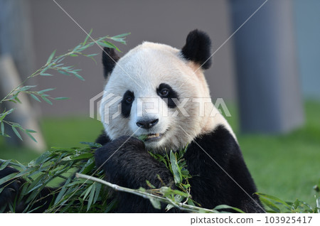 梅濱美味地吃著竹子 梅濱美味地吃著竹子 103925417