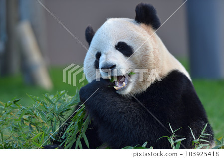 梅濱美味地吃著竹子 梅濱美味地吃著竹子 103925418