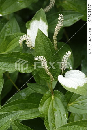 White flowers of Hangeshou that bloomed after the rain in the rainy season White flowers of Hangeshou that bloomed after the rain in the rainy season 103925497