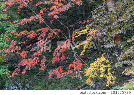 昇仙峽的紅葉 昇仙峽的紅葉 103925729